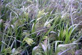 Hirse  -  Millgame millet Mix