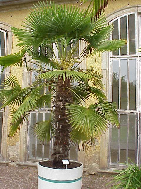 Hørpalme - Trachycarpus fortunei