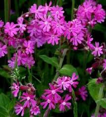 Høstlimurt - Silene viscaria Splendens