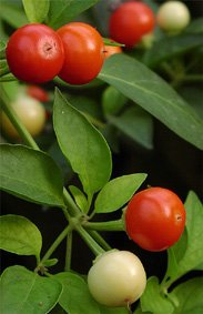 Holiday Cheer - C. Annuum