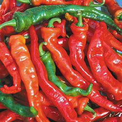 Maule's red Hot - C.annuum