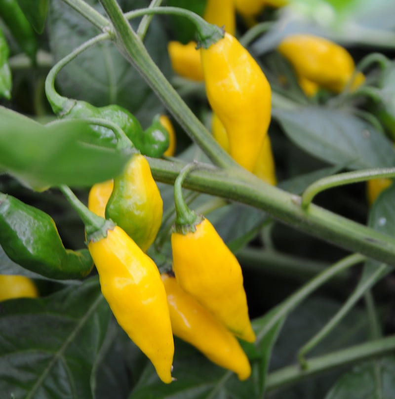 Habanero Hot Lemon - C. chinense