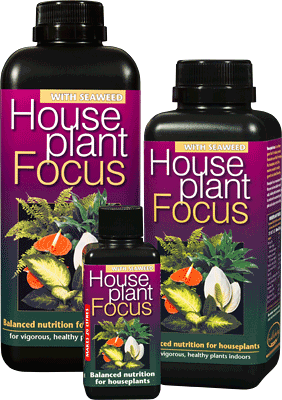 GT Houseplant Focus 100ml