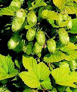 Humle - Humulus Lupulus