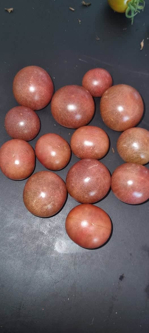 Cherry Tomato – Hungry Like the Wolf