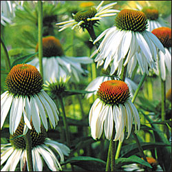 Hvid Purpur Solhat - Echinacea purpurea 'White Swan'