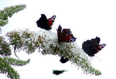 Sommerfuglebusk Hvid - Buddleia Davidii