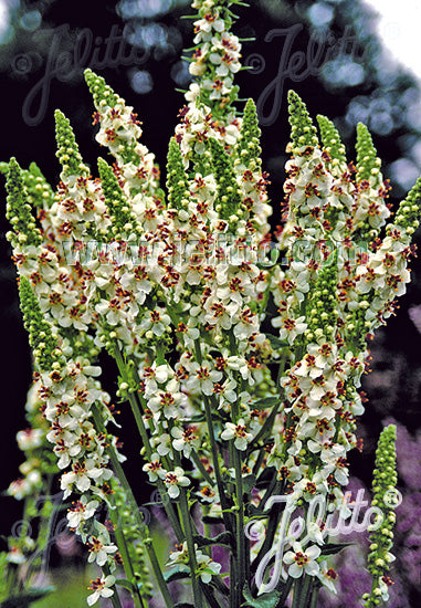 Hvid Kongelys - Verbascum chaixii album