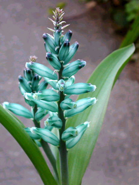 Lachenalia viridflora - Cape Hyacinth - SJÆLDEN!