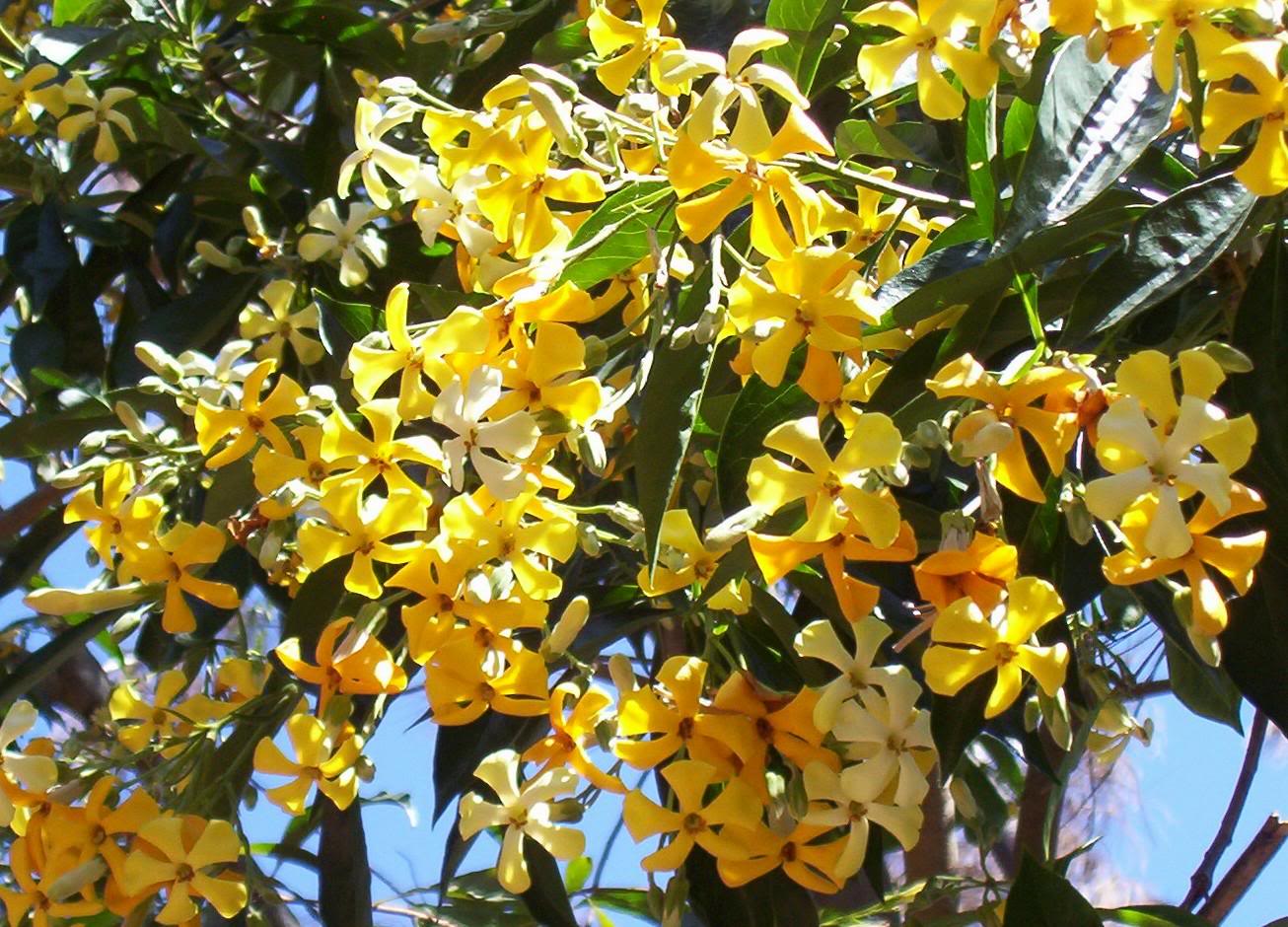 Vild Frangipani - Hymenosporum flavum