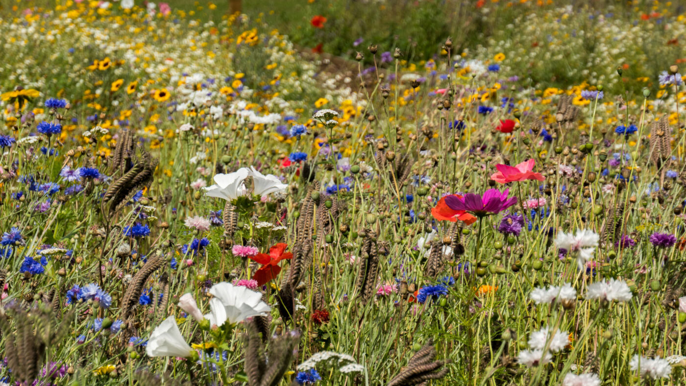 Blomstereng blanding