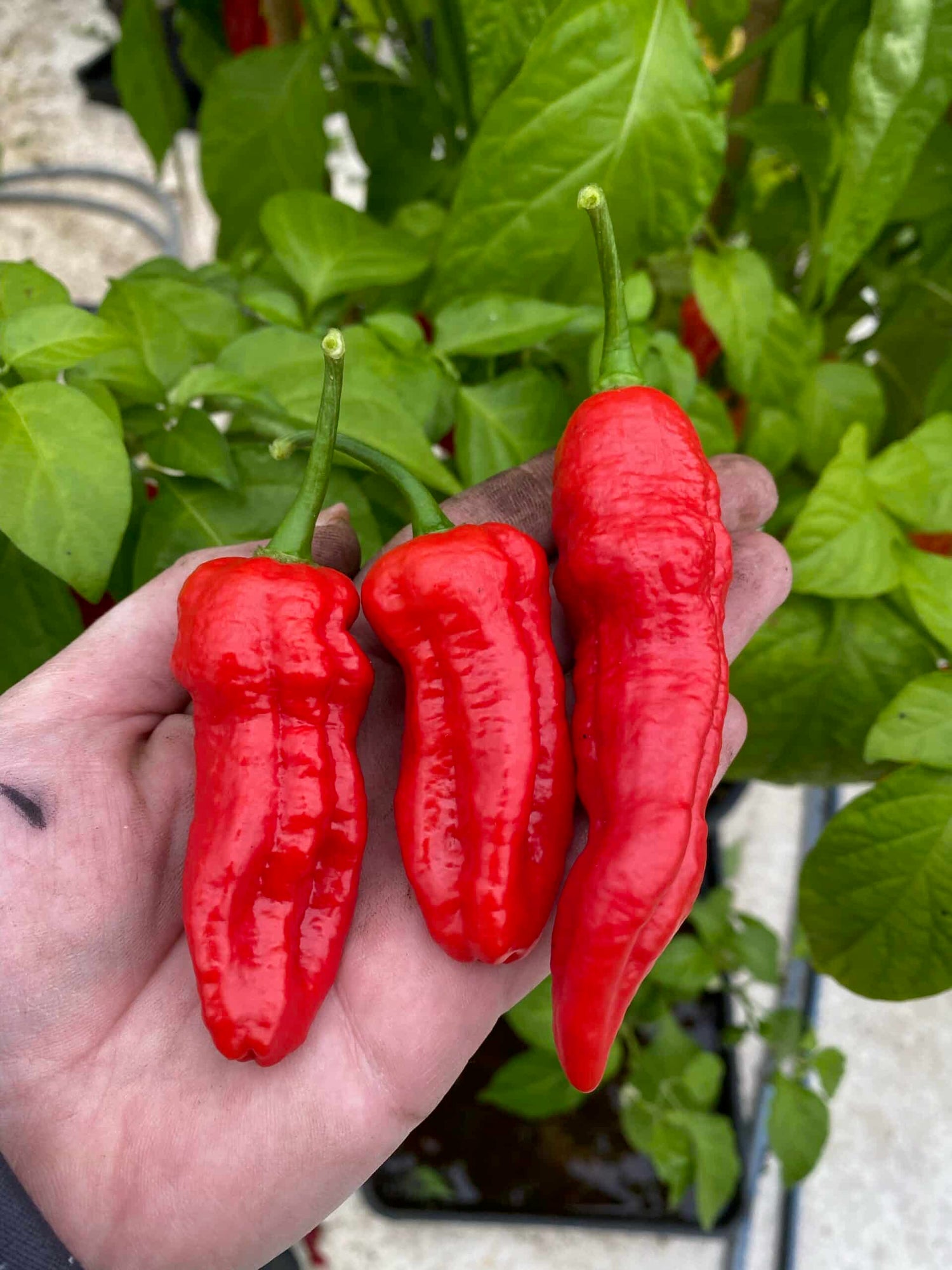 Big Red Mama - C. chinense
