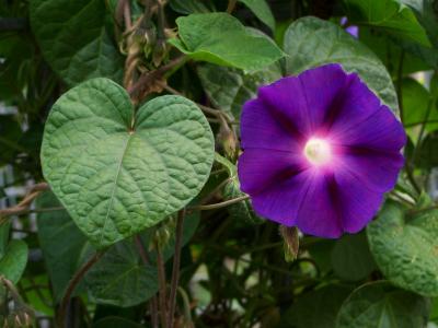Grandpa Ott's Tragt Snerle - Ipomoea Purpurea