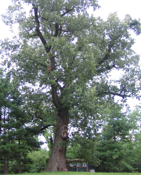 Nordamerikansk Rød-eg - Quercus Falcata