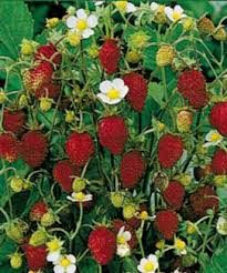 Skov jordbær - Red Wonder Fragaria vesca