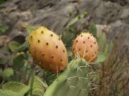 Figenkaktus - Opuntia Ficus Indica