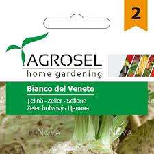 Knoldselleri - Bianco del Veneto - mellem pk