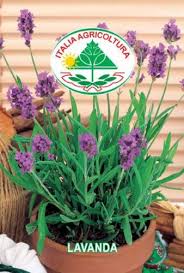 Lavendel - Lavanda