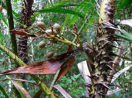 Thai Rattan Palme - Calamus siamensis