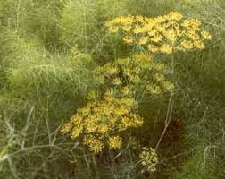 Bronzefennikel - Foeniculum vulgare Purpureum