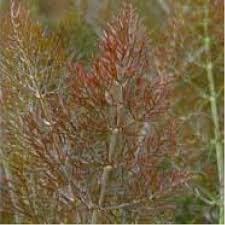 Bronzefennikel - Foeniculum vulgare Purpureum