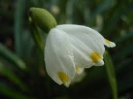 Dorothea Lilje - Leucojum vernum