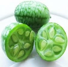 Cucamelon/Jungleagurk - Melothria scabra
