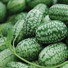 Cucamelon/Jungleagurk - Melothria scabra