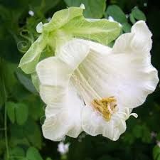 Klokkeranke Hvid - Cobaea scandens Alba