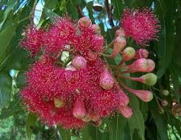 Sump Blodtræ - Corymbia ptychocarpa