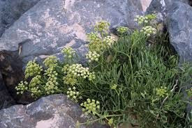 Strandfennikel - Crithmum maritimum