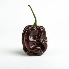Habanero Black C. chinense - Plante