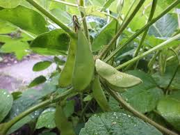 Soya Bønne - Glycine max - Fiskeby V