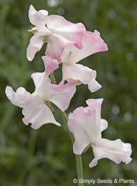 Ærteblomst - White Flushed Rose - Lathyrus odorata