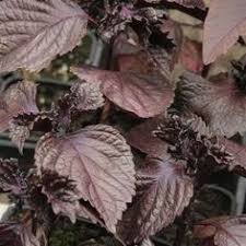 Shiso Rød - Perilla frutescens