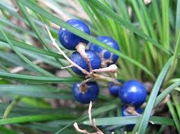 Japansk Slangeskæg - Ophiopogon japonicus
