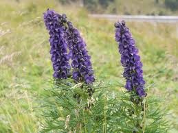 Ægte Stormhat - Aconitum napellus