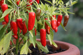 Apache - C.annuum