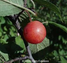 Amerikansk Blomme - Prunus americana