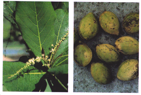 Catappa Ketapang - Terminalia catappa