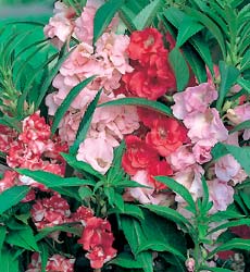 Balsam - Camelia Mix