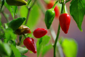 Inca Red Drop . C.baccatum