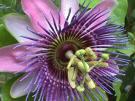 Passiflora Incarnata