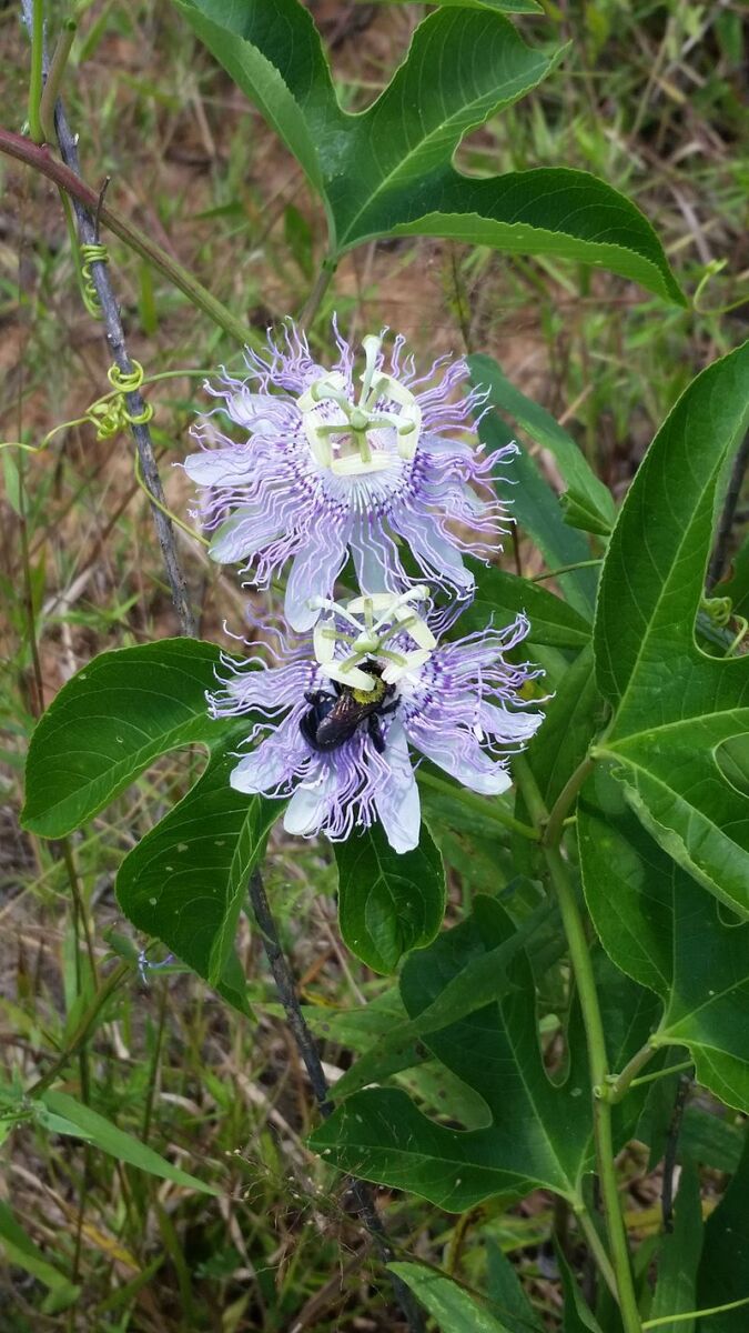 Passiflora Incarnata - plante