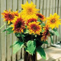 Solsikke - 'Incredible Dwarf'