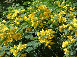 Senna surattensis - Cassia glauca