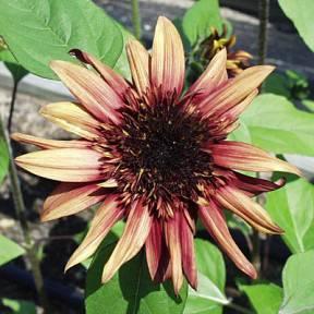 Solsikke ‘Indian Blanket’