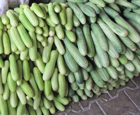 Indian Long Green - Agurk