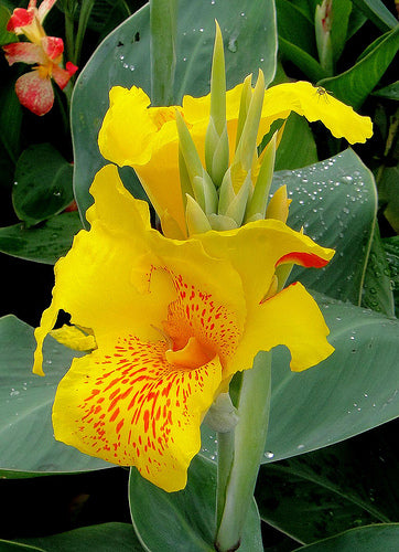 Canna Indica - Yellow