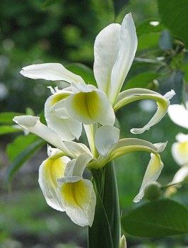 Iris Ochroleuca Orientalis